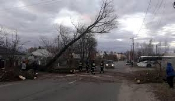 В Запорожской области спасатели устранили угрозу падения аварийных деревьев на жилой дом