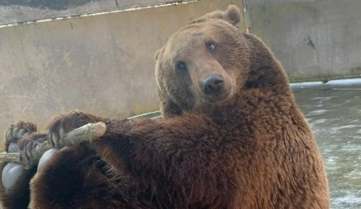 Курьезы. В Мелитополе в зоопарке живет медведь фитнес-тренер (фото)