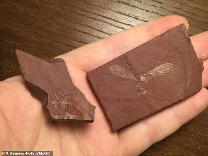 Ученые нашли останки насекомого, жившего на Земле 100 млн лет назад: фото