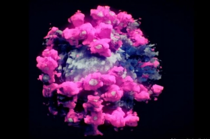 Ученые впервые сделали 3D-фото коронавируса