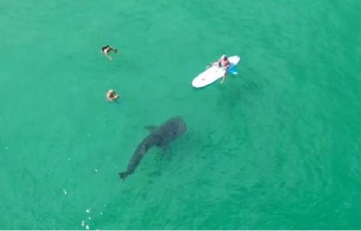 Гигантская акула застряла в камнях возле пляжа (видео)