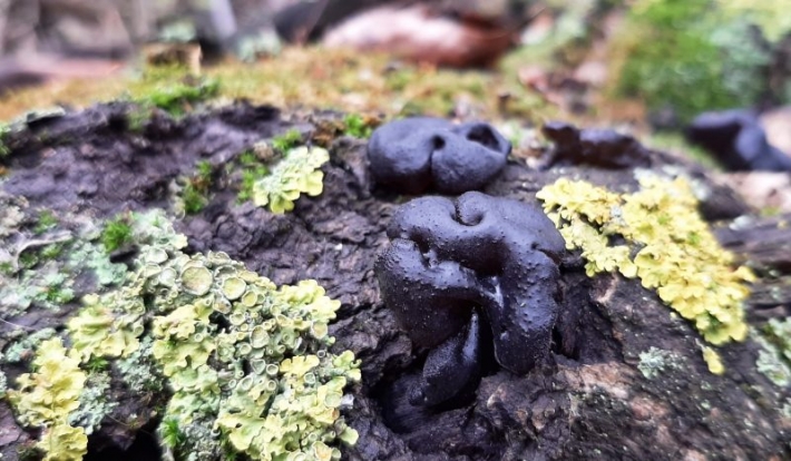 В Запорожье на Хортице обнаружили странные черные грибы (фото)