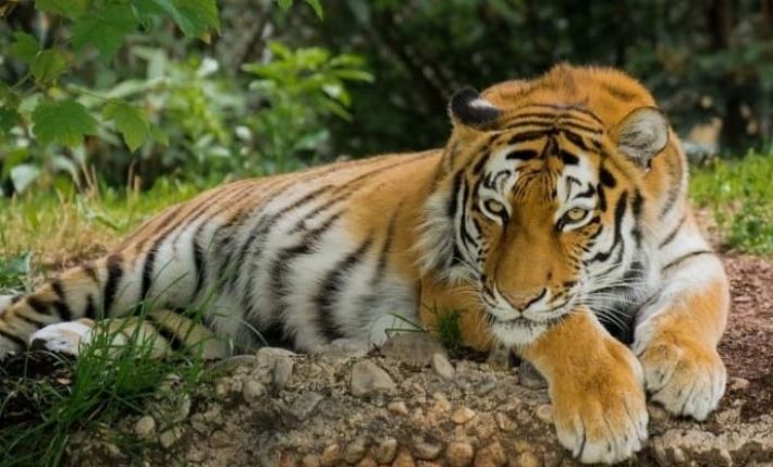 Под Черниговом тигр загрыз мужчину: всплыли странные детали трагедии