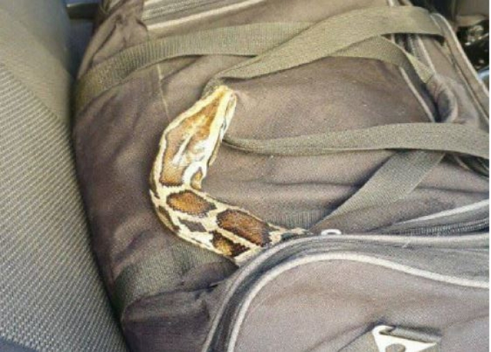 В Харькове таксист случайно обнаружил в машине огромную рептилию: фото