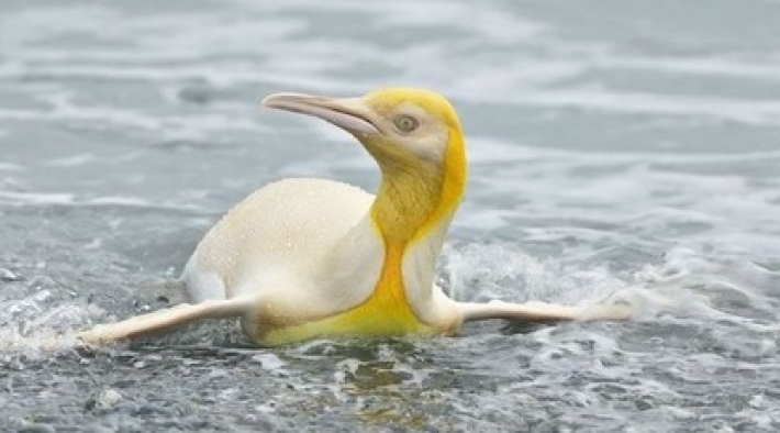 Фотограф отыскал уникального желтого пингвина, и оба прославились в прессе (фото)