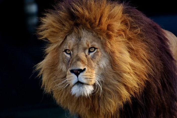 В Германии на сотрудницу зоопарка напал лев