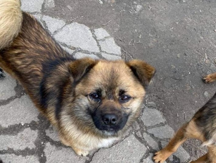 В Мелитополе разыскивают хозяина потерявшегося пса (фото)