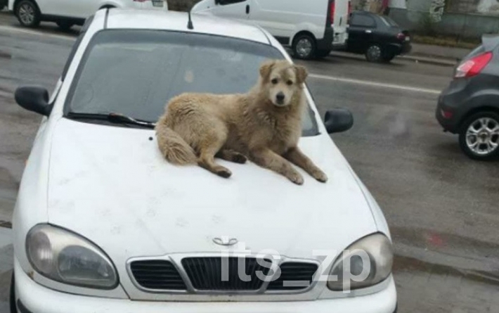 Курьёзы. В Запорожье на капоте авто отдыхала собака (фото)
