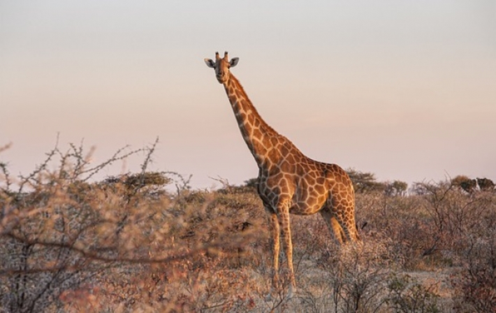 У жирафа нашли ген, защищающий от гипертонии