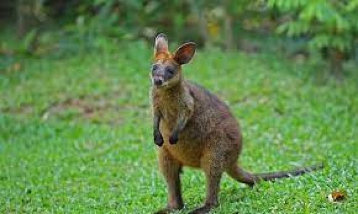 В Австралии кенгуру застали за необычным занятием: всему виной наводнения (видео)