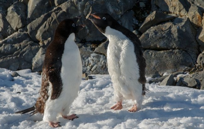 Украинские полярники показали "разборки" пингвинов на забавных фото