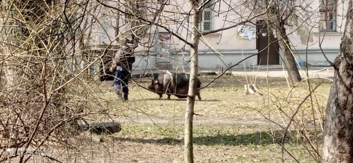 В Киеве возле многоэтажки выгуляли свинью: фото и видео повеселили сеть