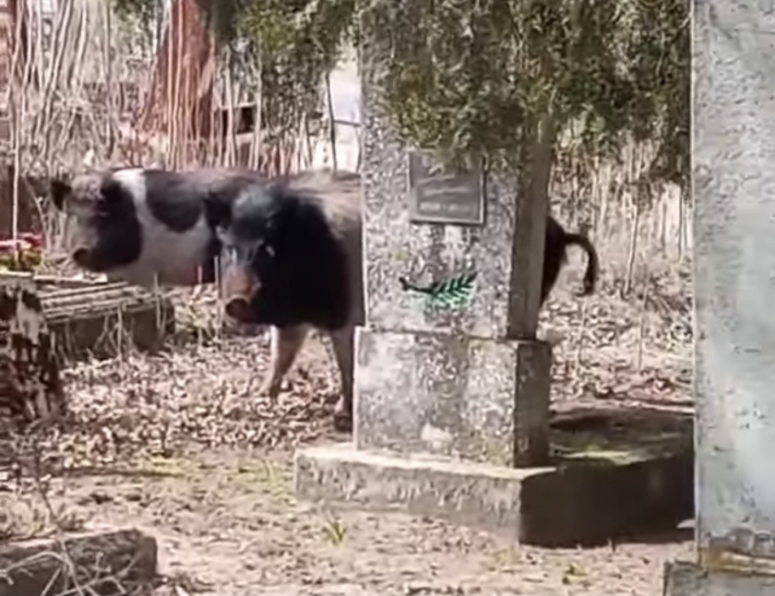 В селе под Мелитополем кладбище оккупировало стадо свиней (видео)