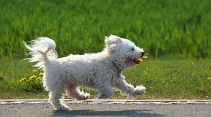 Игривая собака ворвалась на соревнования по бегу и почти побила рекорд Усэйна Болта (видео)