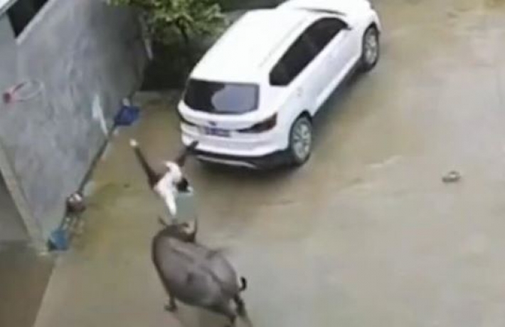 В Китае бык напал на мальчика (видео)