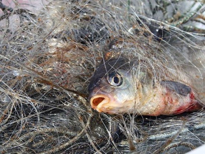 В Запорожской области рыбнадзор поймал браконьеров с уловом (фото)