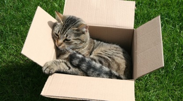 Ученые обманули кошек оптической иллюзией, чтобы понять их странную любовь к коробкам