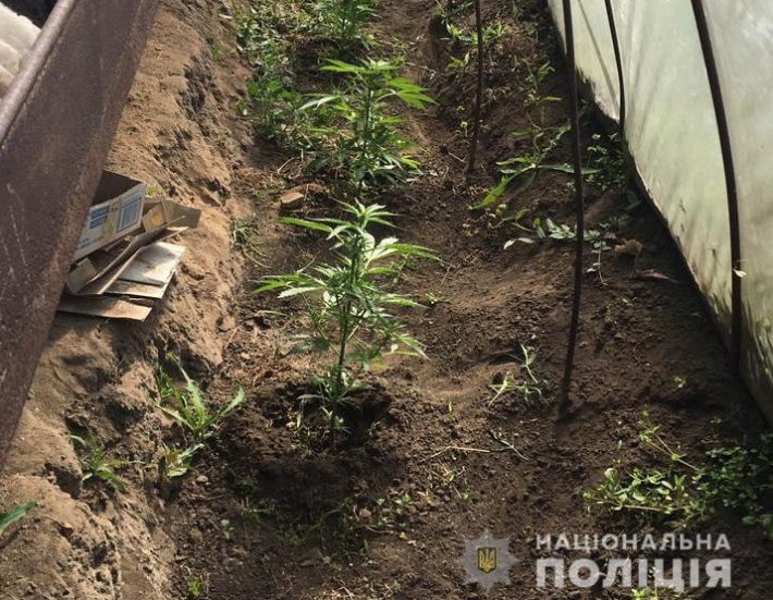 У жителя Запорожской области обнаружили теплицы с коноплей (фото)