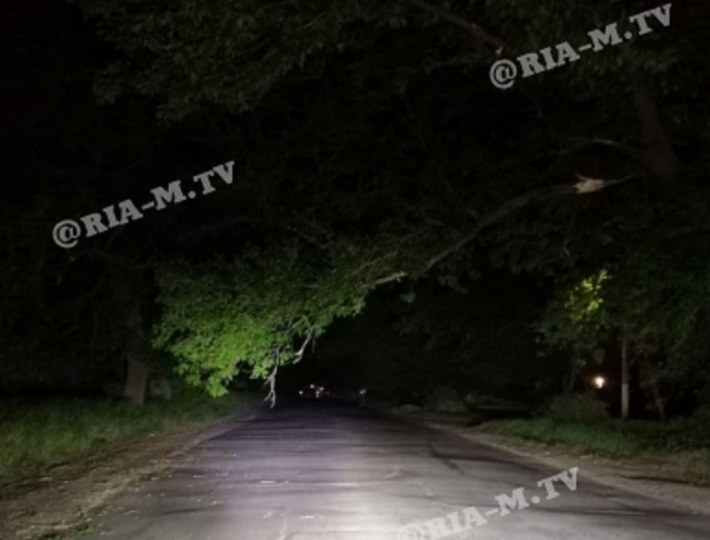 В Мелитополе над дорогой ночью нависла сломанная ветка (фото)