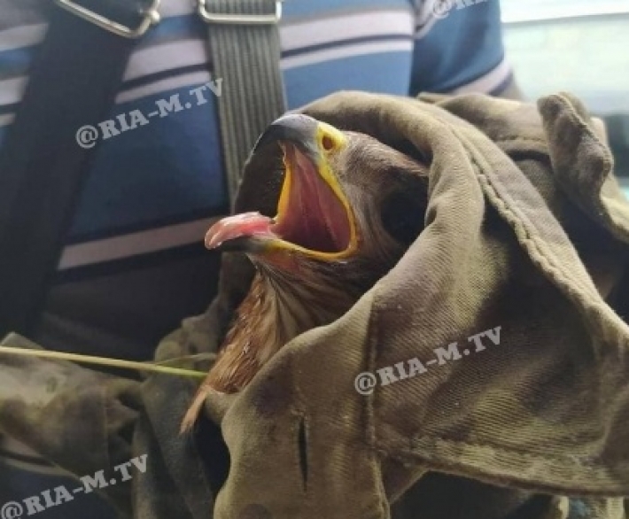 В Мелитополе нашли подстреленной краснокнижную птицу (фото)