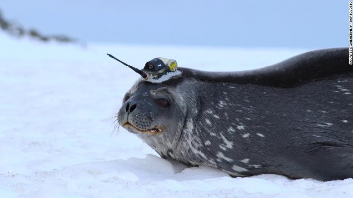 Больше чем фото: тюлени помогают ученым исследовать таяние ледников в Антарктиде