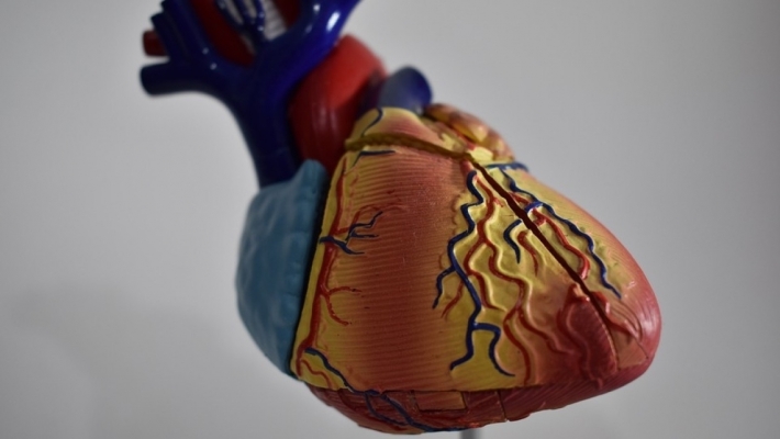 Ученые вырастили искусственное сердце: как оно выглядит