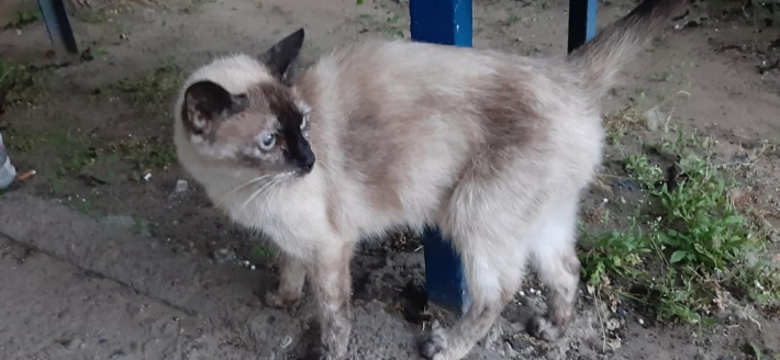 В Мелитополе выбросили на улицу старую кошку (фото)