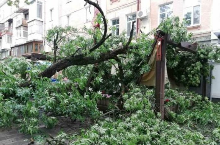 Чудом никто не пострадал – в Полтаве дерево обрушилось на летнюю террасу кафе: фото и видео