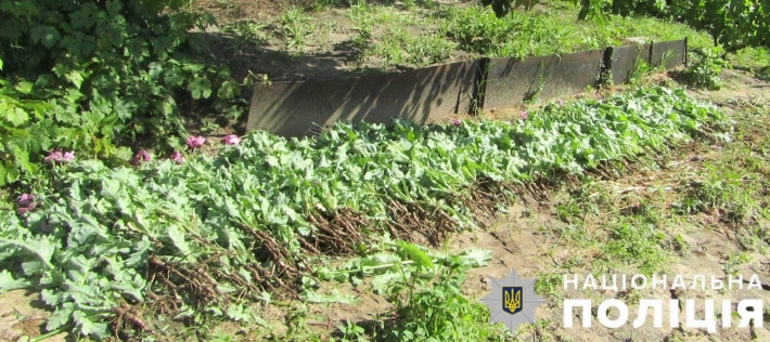 В Мелитополе пенсионерка засадила огород маком (фото)