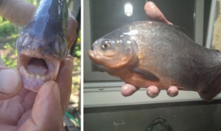 В оккупированном Донецке появились рыбы с "человеческими" зубами: фото