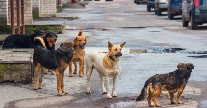 В Мелитополе бродячие собаки продолжают кусать людей - очередное ЧП