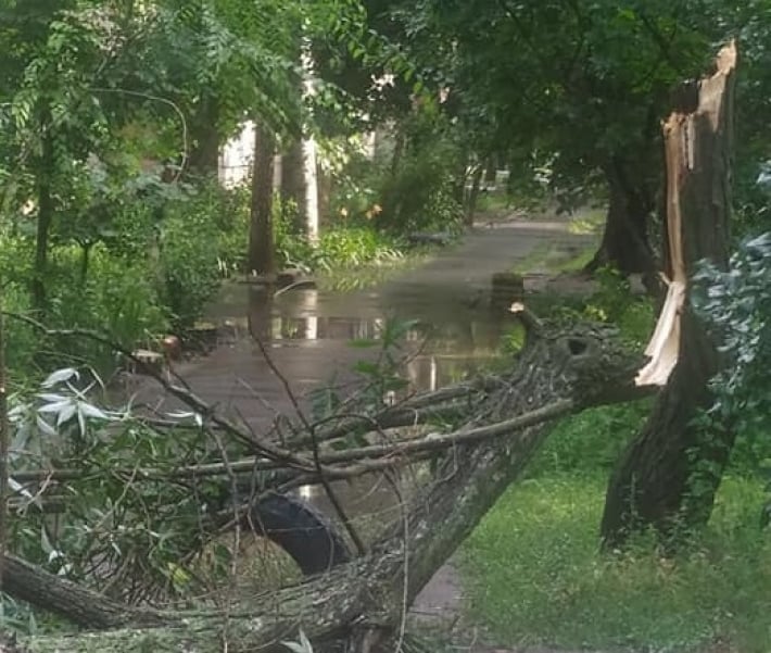 В Мелитополе во время грозы в дерево ударила молния (видео)