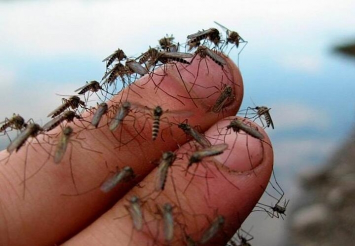 Залетают даже в рот - курортный Бердянск атаковали комары