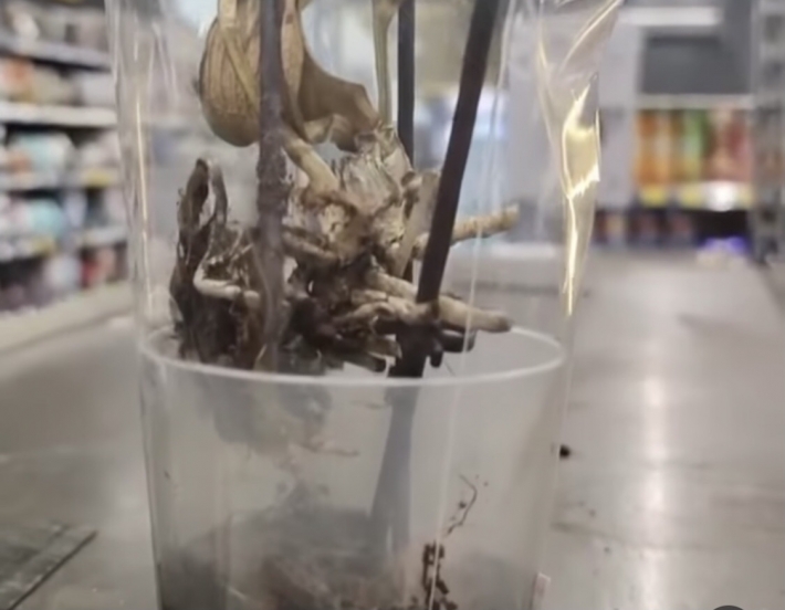 В Мелитополе Эпицентр попал в очередной скандал с продажей засохших орхидей (видео)