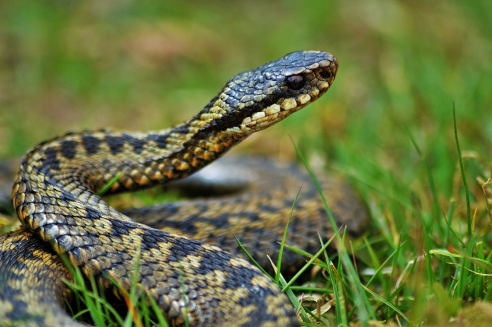На Прикарпатье активизировались змеи: где они могут напасть и что делать в случае укуса