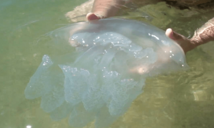 Нашествие медуз в Азовском море уже было в 80-х - как боролись