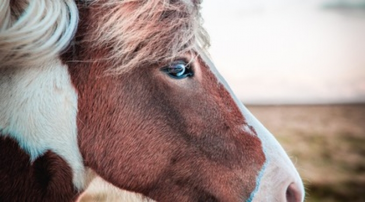 Конь Фантом стал звездой TikTok благодаря огромному росту - у него есть все шансы установить рекорд