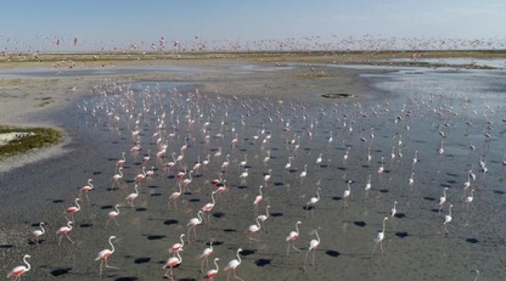 Больше чем фото: в Турции тысячи фламинго погибли на озере из-за засухи