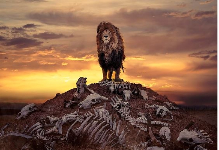 Фотограф сделал снимок льва, возвышающегося над грудой костей