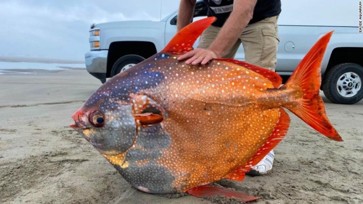 На пляж в США выбросило яркую тропическую рыбу огромных размеров - великан удивил всех