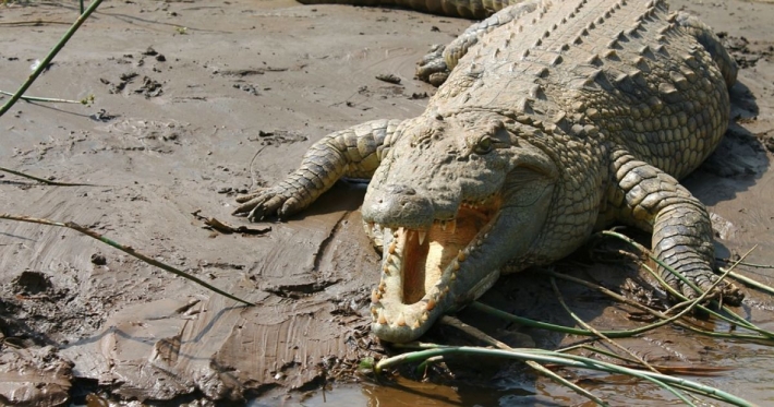 Рвал 15 минут: в Индии крокодил откусил ногу мужчине