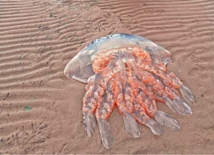 В сети показали медузу размером с лабрадора, которую обнаружили на пляже (фото)