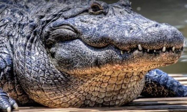 Есть ли у крокодила естественный враг в природе