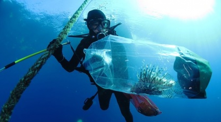 В Средиземном море нашествие колючих ядовитых рыб - ученые волнуются за туристов