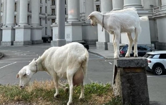 В Киеве у здания МИД паслись козы (фото)