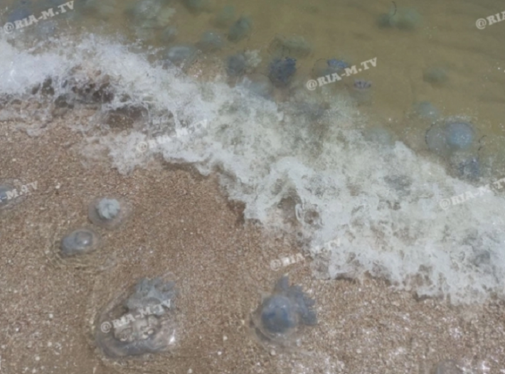 Ученые дали прогноз по нашествию медуз в Азовском море и назвали причины роста популяции