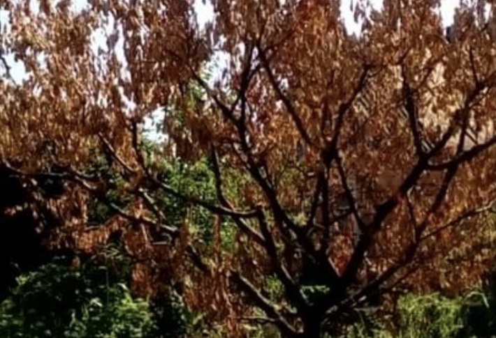 В Мелитополе массово пропадают плодовые деревья (видео)