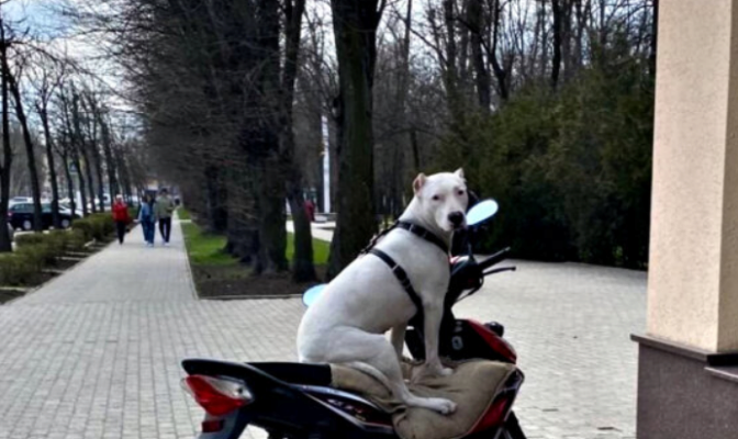 Курьез. В Мелитополе пес-мотоциклист приехал в кафе (фото)