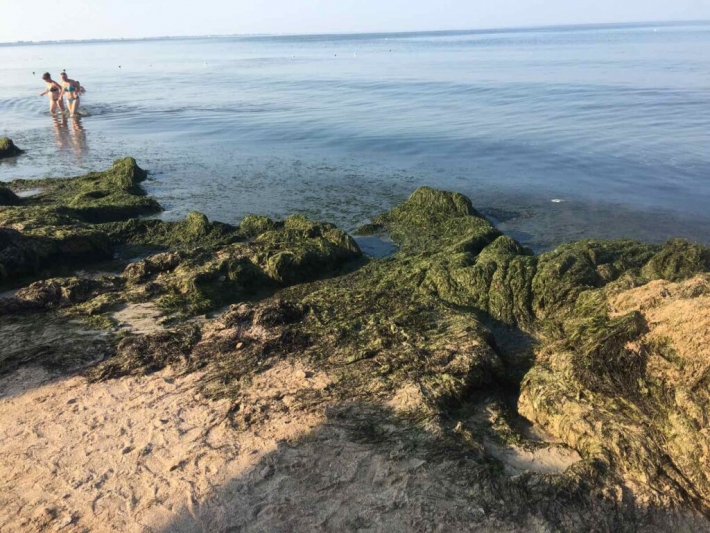 На пляжи Бердянска прибило тонны зеленых водорослей (фото)