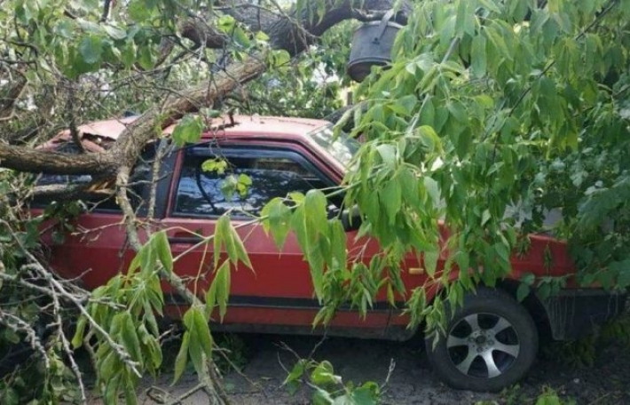 В Мелитопольском районе огромное дерево рухнуло на автомобиль (фото)
